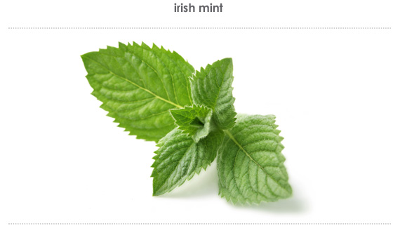 irish mint