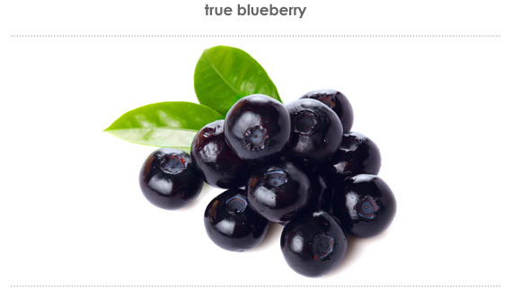 true blueberry