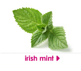 irish mint