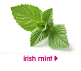 irish mint